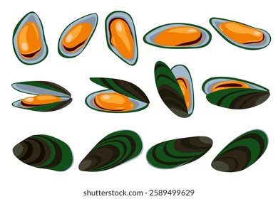 mussels isolated on white background, Fresh New Zealand mussels on illustration vector isolated on white background.	