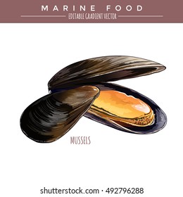 Mussels. Marine Food