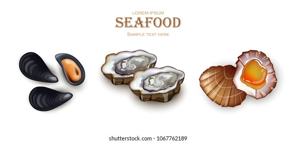 Mussels, Oysters and scallop Seafood Vector. Realistic detailed 3d illustration set collection