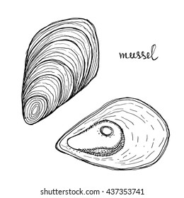 Mussels. Seafood design elements. Seafood menu, poster, label etc. Hand drawn ink sketch illustration. Vector illustration