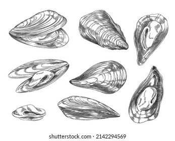 Mussels set in hand drawn sketch style, vector illustration isolated on white background. Opened and closed shells, marine life inhabitant. Delicious seafood for restaurant menu design.