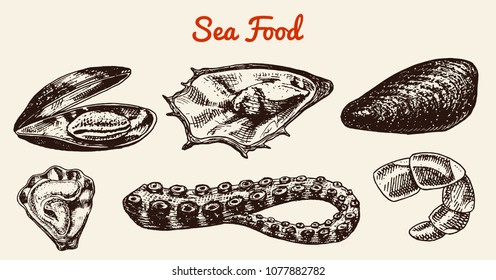 Mussels and squid, octopus and sea shell. River and lake or sea creatures. Freshwater aquarium. Poster for the menu. Engraved hand drawn in old vintage sketch. Seafood background.