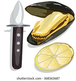 Mussels vector illustration on white background
