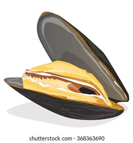 Mussels vector illustration on white background