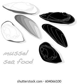 Mussels vector illustration on white background