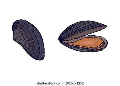 Mussels. Vector stock illustration eps10. Isolate on white background
