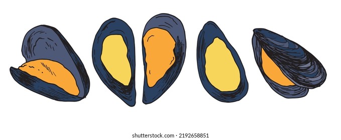 mussels are yellow with a gray shell. hand-drawn set of seafood mussels in sketch style, blue color for design template, packaging, menu. seafood fresh sea mussels with open shells