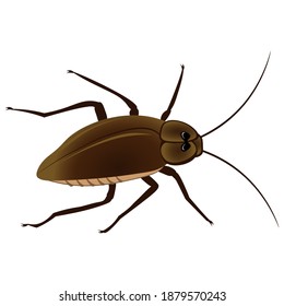 Cucaracha con bigote en un fondo blanco. Ilustración del vector