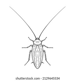 Mustachioed cockroach. Vector illustration in cartoon style on a white background.