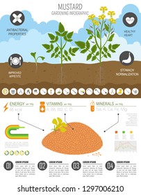 Mustard beneficial features graphic template. Gardening, farming infographic, how it grows. Flat style design. Vector illustration