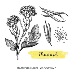 Mustard condiment. Plant, pods and seeds. Isolated ink sketch. Hand drawn vector illustration.