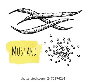 Mustard condiment. Pods and seeds. Isolated ink sketch. Hand drawn vector illustration.