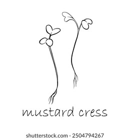 Mustard cress microgreens vector hand drawn illustration. Contour plant. Sprouts of mustard cress plant. Set for menu, logo, packaging of proper nutrition, microelements, healthy lifestyle.
