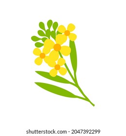 Mustard flower buds and beans vector illustration isolated on white background