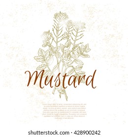 Mustard flower. Kitchen hand-drawn herbs and spices, vintage illustration