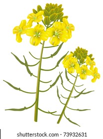 Mustard flower on a white background. Vector illustration.