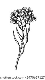 Mustard flower and pods. Isolated ink sketch. Hand drawn vector illustration.