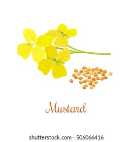 Mustard flower and seeds. Kitchen hand-drawn herbs and spices .Health and Nature Collection. Labels for Essential Oils and Natural Supplements.