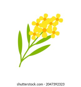 mustard flower vector illustration isolated on white background