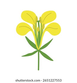 Flor de mostarda, ilustração vetorial isolada sobre fundo branco. Ícone, logo, impresso, cartão postal.