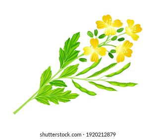 Mustard Flowering Plant Specie with Yellow Flowers Vector Illustration
