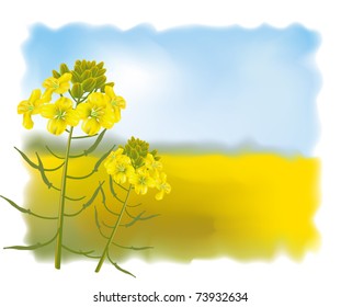 Mustard flowers with Field. Vector illustration.