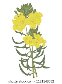 Mustard flowers isolated vector illustration on a white background isolated
