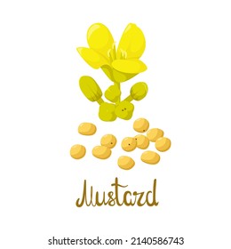 Mustard flowers and seeds on a white background. Cartoon design.
