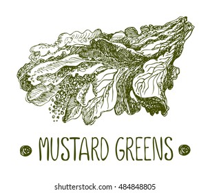 Mustard green. Vector hand drawn graphic illustration. Sketchy style.