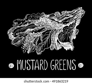 Mustard greens on chalkboard. Vector hand drawn graphic illustration. Sketchy style.