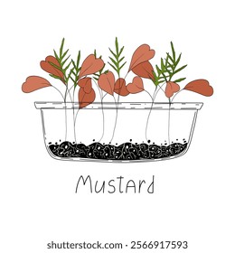 Mustard micro greens. Organic raw vegan healthy food. Vegan dinner ingredient. Healthy nutrition herb spice vector illustration. Micro greens growning in a transparent container on white background 