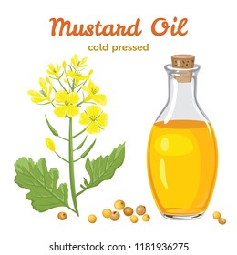 Mustard oil in a glass bottle isolated on white background. Branch with flowers and leaves, mustard seeds. Vector illustration in a flat cartoon style.