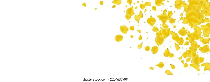 Mustard Petal Flying Vector Panoramic White Background. Falling Blossom Backdrop. Yellow Rose Spring Pattern. Gold Lotus Summer Poster.
