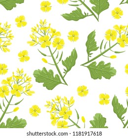 Mustard plant branch seamless pattern. Yellow flowers with green leaves on  white background. Vector illustration in  flat style.