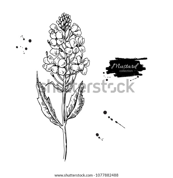 Mustard plant branch vector drawing.\
Botanical flower illustration. Vintage hand drawn spice sketch.\
Herbal seasoning ingredient, culinary and cooking\
flavor.