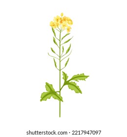 Mustard Plant Cartoon. Flower Yellow, Nature Field, Seed Blossom, Rapeseed Leaf, Spring Green, Crop Mustard Plant Vector Illustration