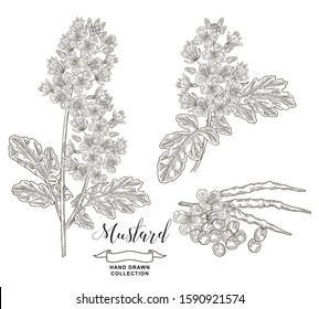 Mustard plant collection. Hand drawn flowers, pods and seeds of mustard isolated on white background. Vector illustration botanical. Vintage engraving style.