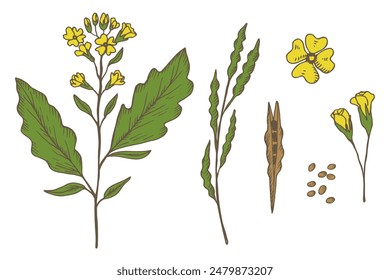 Mustard plant engraved sketch, hand drawn vector illustration. Set with mustard flower, branch, seed, leaf. Food ingredient, oil, organic nutrition. Design element for print, logo, paper, label, sign