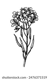 Mustard plant. Flower ink sketch. Hand drawn vector illustration.