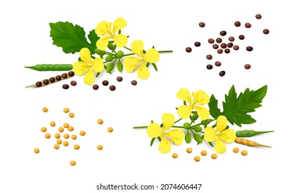 Mustard plant with flowers, leaves, pods, yellow and black seeds. White background. Realistic vector illustration.