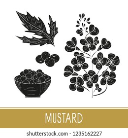 Mustard. Plant. Flowers, leaves, seed, bowl. Set. Black silhouette on white background.