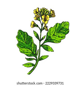 vector dibujado a mano por la planta de mostaza. amarillo flor, campo natural, flor de semilla, hoja de colza, verde primavera, boceto de plantas de mostaza de cultivo. ilustración de color aislado