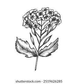 Mustard plant. Isolated ink sketch. Hand drawn vector illustration. Retro style.