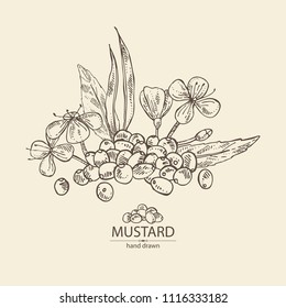 Mustard: Plant, Mustard Seeds, Flower, Leaves And Pod. Dijon Mustard. Vector Hand Drawn Illustration.