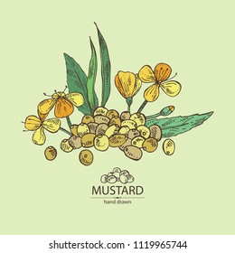 Mustard: plant, mustard seeds, flower, leaves and pod. Dijon mustard. Vector hand drawn illustration.