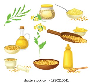 Mustard Plant with Seeds, Oil in Jar and Sauce in Bottle Vector Set