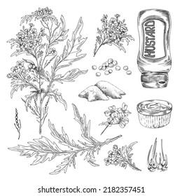 Mustard plants with leaves, dry condiment, sauce in gravy boat - sketch vector illustration isolated on white. Set of hand drawn mustard cooking ingredients - seeds and powder.