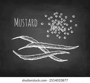 Mustard pods and seeds. Chalk sketch on blackboard background. Hand drawn vector illustration. Retro style.
