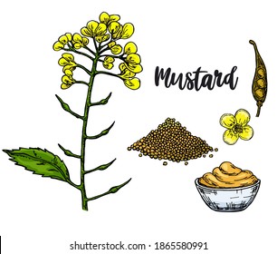 Mustard sauce in bowl color vector drawing. Hand drawn food ingredient. Botanical flower branch and seed pile, seasoning in a bottle. Natural spice and flavor. For template label, packing design