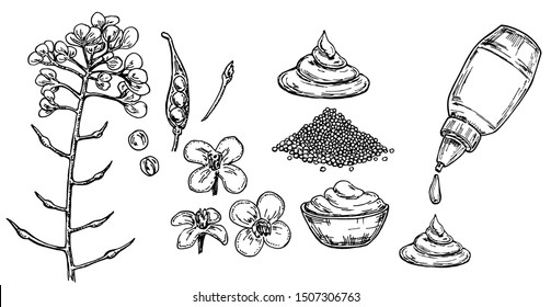 Mustard sauce in bowl vector drawing. Hand drawn food ingredient. Botanical flower branch and seed pile, seasoning in a bottle. Natural spice and flavor. For template label, packing design